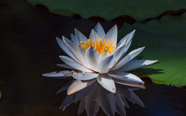 a white water lily in sunlight